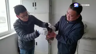 “呆鸟”放归记
