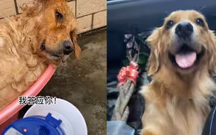 狗子生气拔掉发财树后续：一家人整整齐齐出游 发财树跟着走了！