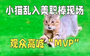 小猫乱入美职棒比赛现场开启神走位 观众高喊MVP助威