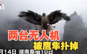 连续两台无人机被鹰隼扑掉