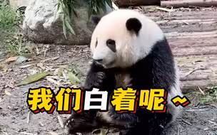 “顶流女明星”的面子保住了！谭爷爷