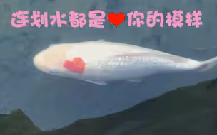 连划水都爱你！日本池塘惊现特殊鲤鱼 通体白色但头部有“爱心”