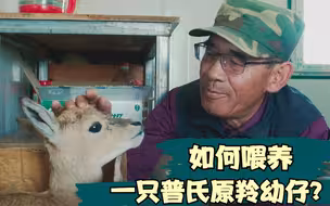 如何喂养一只普氏原羚幼仔？