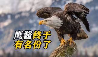 拜登签令！时隔240年终于有名分 白头海雕正式成为美国