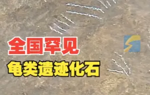 诸城发现全国罕见龟类遗迹化石：共20多个足迹，还能看清五趾