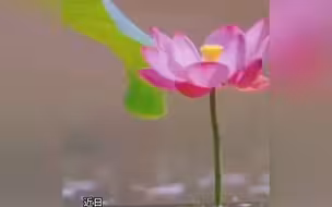金鲤鱼跃起吃荷花 网友：接好运