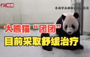 台北市立动物园馆长：大熊猫“团团”目前采取舒缓治疗