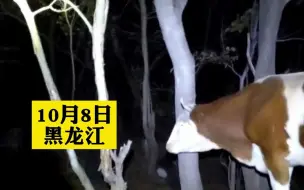 小牛贪玩晚上钻洞逃跑，急得“老母亲”四处张望，几声呼唤后终于把小牛喊回家