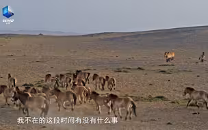如何保护准噶尔盆地的普氏野马