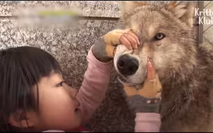 狼是怎么变成狗的