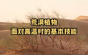 荒漠植物面对高温时的基本技能