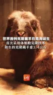 世界首例克隆藏羊在青海诞生 首次采用体细胞克隆技术 初生的克隆藏羊重3.4公斤