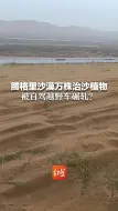 腾格里沙漠万株治沙植物 被自驾越野车碾轧？当地林草局：未接到举报，正实地核查