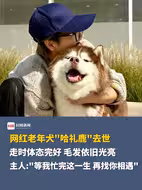 网红老年犬“哈礼鹿”去世🕯️