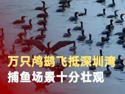 万只鸬鹚飞抵深圳湾过冬