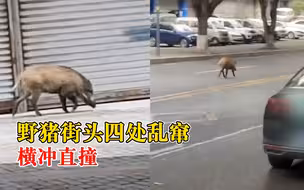 野猪街头四处乱窜横冲直撞，拍摄者：警方已到场处理，正在抓捕中