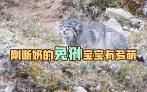 一只兔狲一生要吃掉约10000只鼠兔
