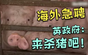 “猪满为患” 英国政府急从境外招屠夫