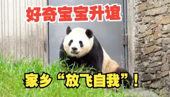 旅马归国大熊猫“升谊”   爱玩好动踩热家乡地皮子