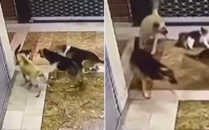小猫遭围攻 猫妈妈勇斗恶犬！