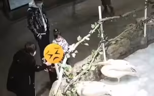 熊家长！游客带孩子喂鹈鹕带棍烤肠，险致其胃穿孔