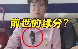 前世的缘分？雨燕趴在大学生胸口不肯走
