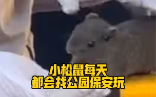 太可爱了！小松鼠每天都会找公园保安玩！这一幕，心被萌化了