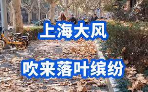 深秋之美，上海大风吹来落叶缤纷