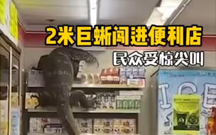 2米长巨蜥闯进便利店横冲直撞，现场群众受惊尖叫