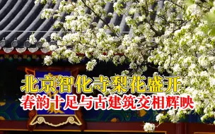 北京智化寺梨花盛开春韵十足：与古建筑交相辉映