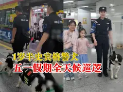 1岁半史宾格五一假期全天候巡逻：可以合影，不能抚摸投喂和挑逗