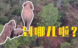 云南野生象群到哪儿了？