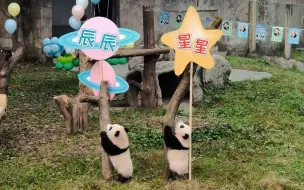 国宝双胞胎喊你看真正的星辰大海