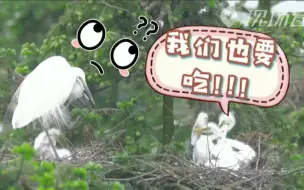 有意思！这样的旱鸭子你见过吗？