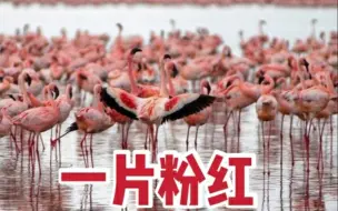 粉红的世界！哈萨克斯坦湖泊满是火烈鸟