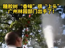风油精炒排骨？广州出手解决糖胶树臭味问题