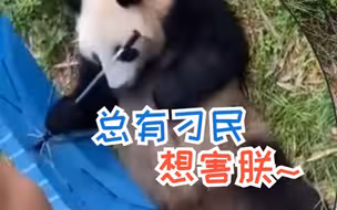 冒牌笋笋？大熊猫捡到游客的伞还给撑开了 网友：不愧是聪明宝宝！