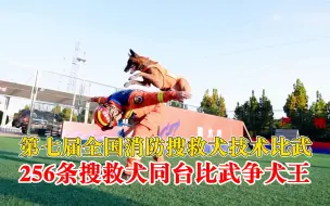 今日开赛！256条消防搜救犬同台比武争犬王