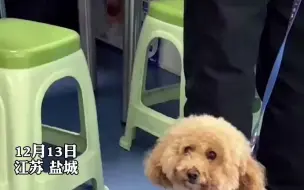 江苏盐城 #狗狗打疫苗看见白大褂直发抖 网友：只要是生物都怕白大褂#泰迪
