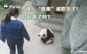 弱小可怜又无助~边上的两脚兽还不快来帮忙！