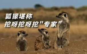 锋利的爪子是狐獴挖洞最得心应手的工具