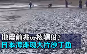 地震前兆or核辐射？日本海滩现大片沙丁鱼