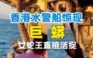 厉害了！水警船只惊现巨蟒，香港女蛇王手到擒来