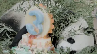 旅美大熊猫“小奇迹”迎来3岁生日，年底就要回国啦！