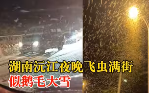 湖南沅江夜晚飞虫满街似鹅毛大雪，农业局：蜉蝣交配，一两天生命期