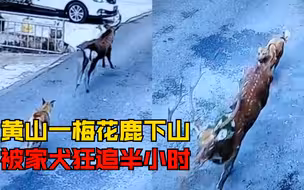 黄山一梅花鹿下山被家犬狂追，村民：跑了半小时，还进菜园吃菜