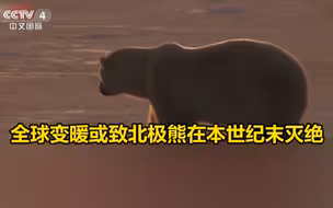 《自然》刊文：全球变暖或致北极熊在本世纪末灭绝