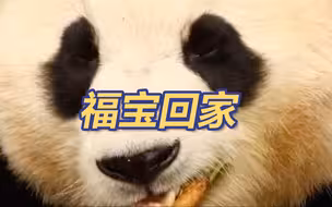 福宝回家！韩国民众哭肿眼送别福宝