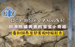 最喜欢抱饲养员大腿的年纪，旅美熊猫美香的宝宝小奇迹，看到饲养员却害怕地躲起来