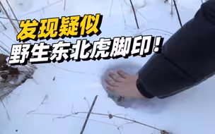 黑龙江省“腹地”发现疑似野生东北虎脚印